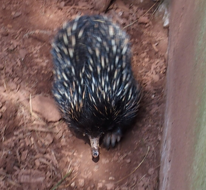 Bruce on the move - 2017