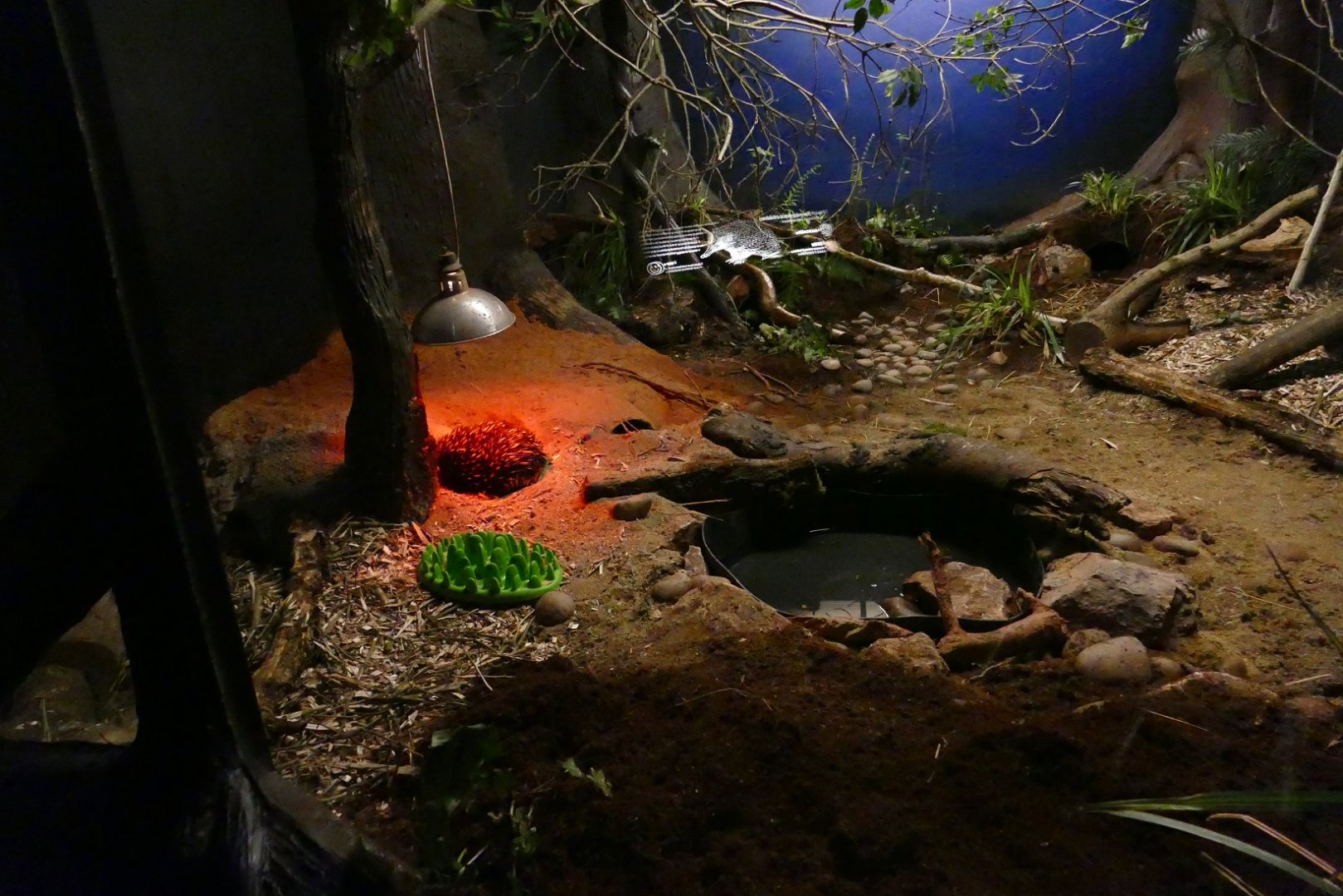 Bruce the Echidna's new home, April 2019