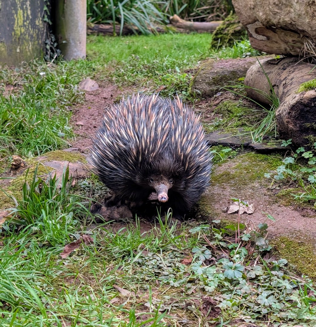 Bruce the Short-Beaked Echidna, Paignton Zoo