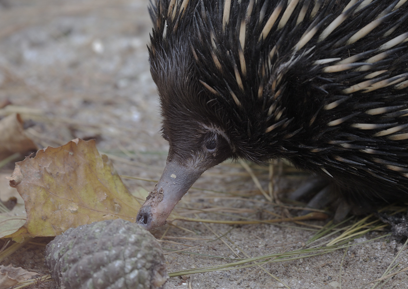 Bruce wakes up and smells the pinecone