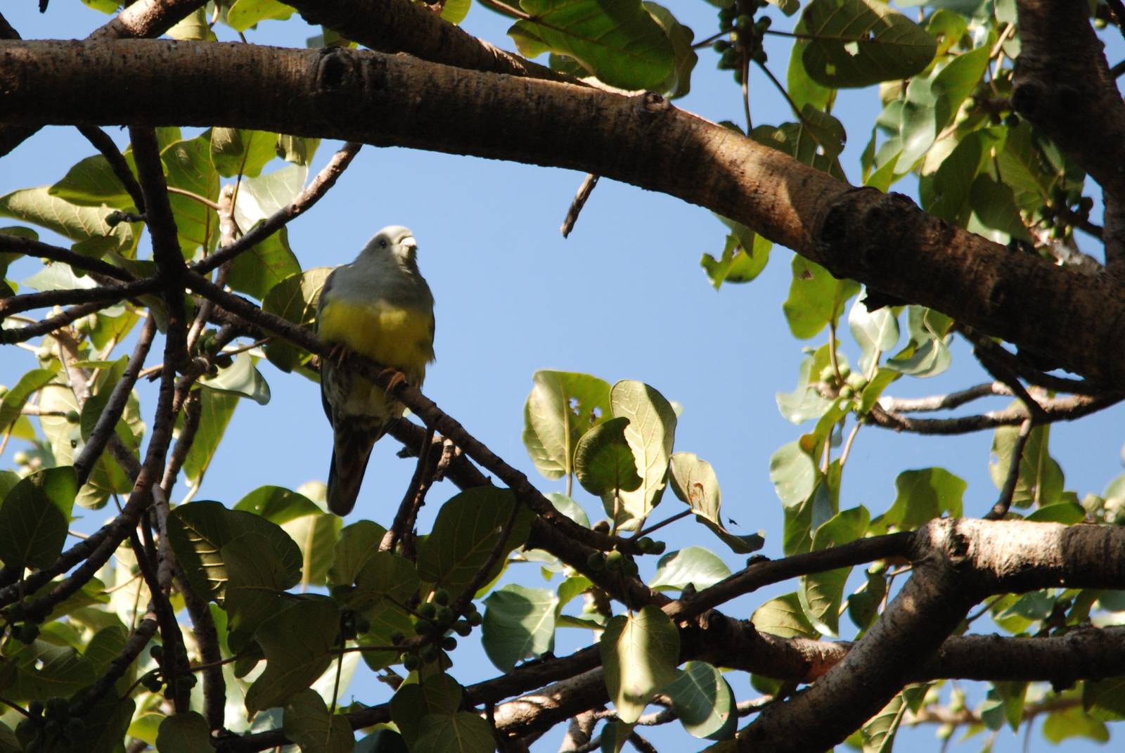 Bruce's Green Pigeon at Hawassa, 16/10/14