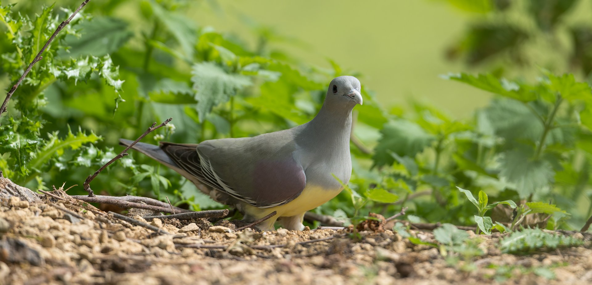 Bruce's Green Pigeon, Chester, UK