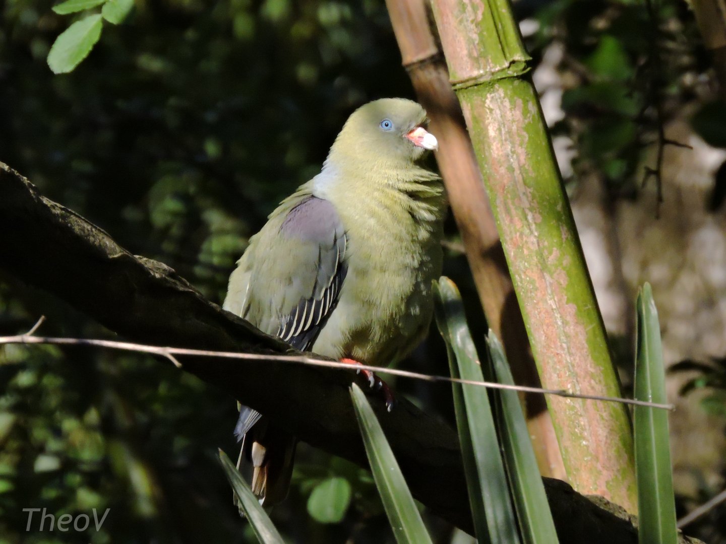 Bruce's green pigeon - Sanctuaire des okapis [2015]