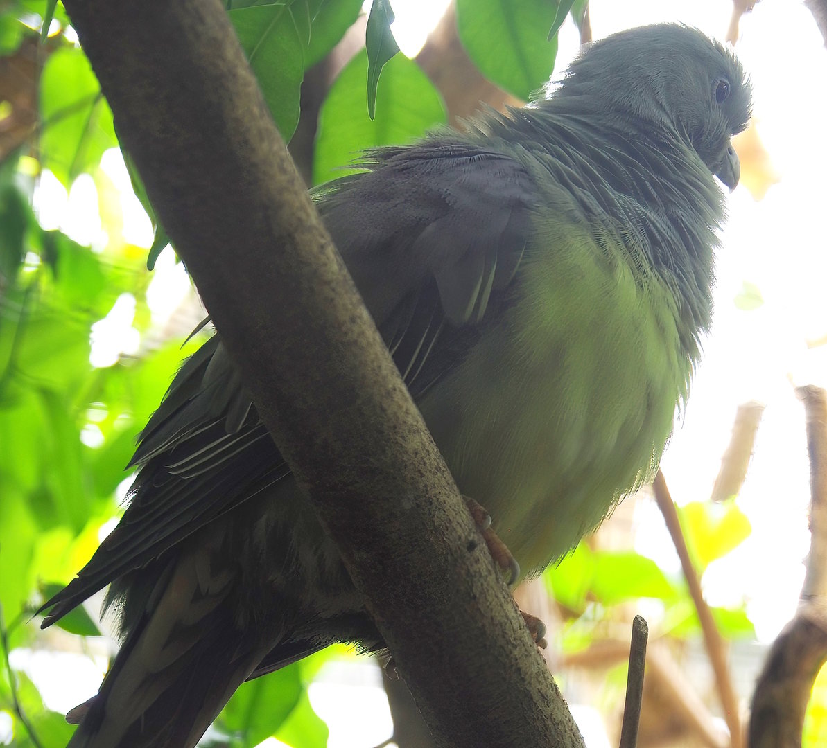 Bruce's green pigeon (Treron waalia), 2022-08-28