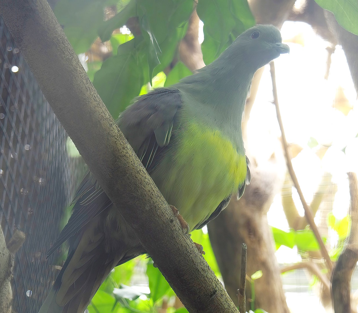 Bruce's green pigeon (Treron waalia), 2022-08-28