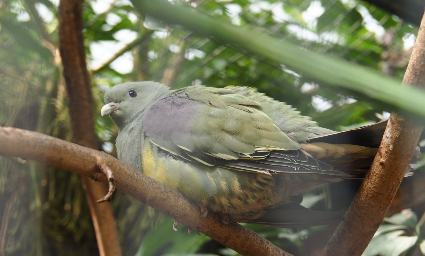 Bruce's green pigeon (Treron waalia), Sep 2nd, 2018