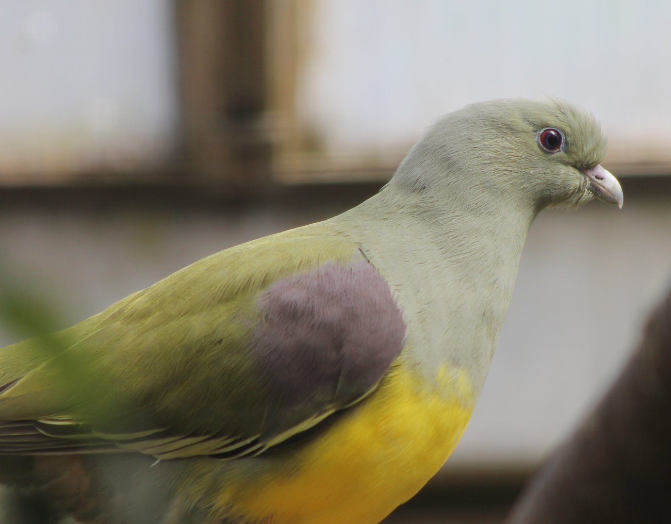 Bruce's green-pigeon - Treron waalia