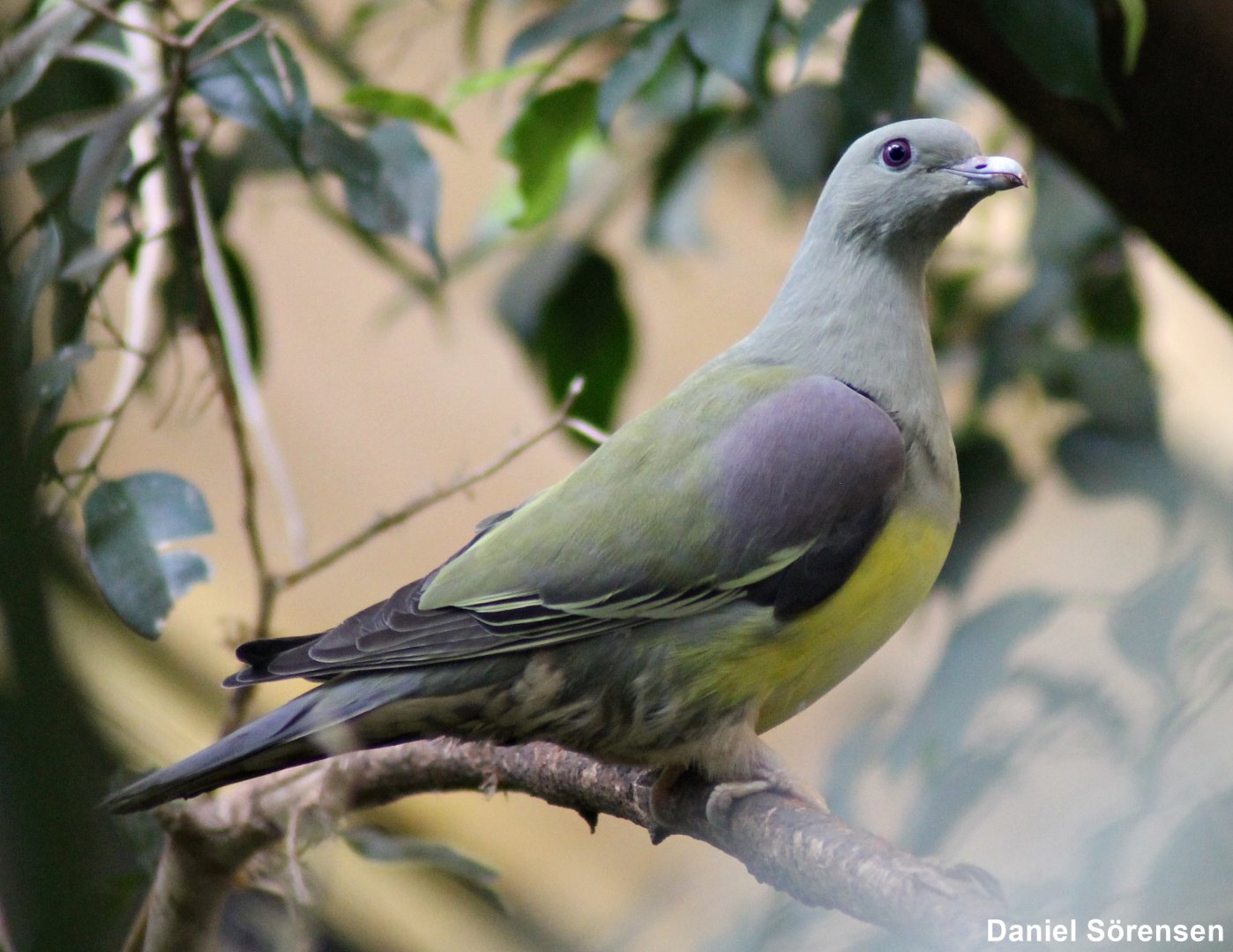 Bruce's green pigeon (Treron waalia)