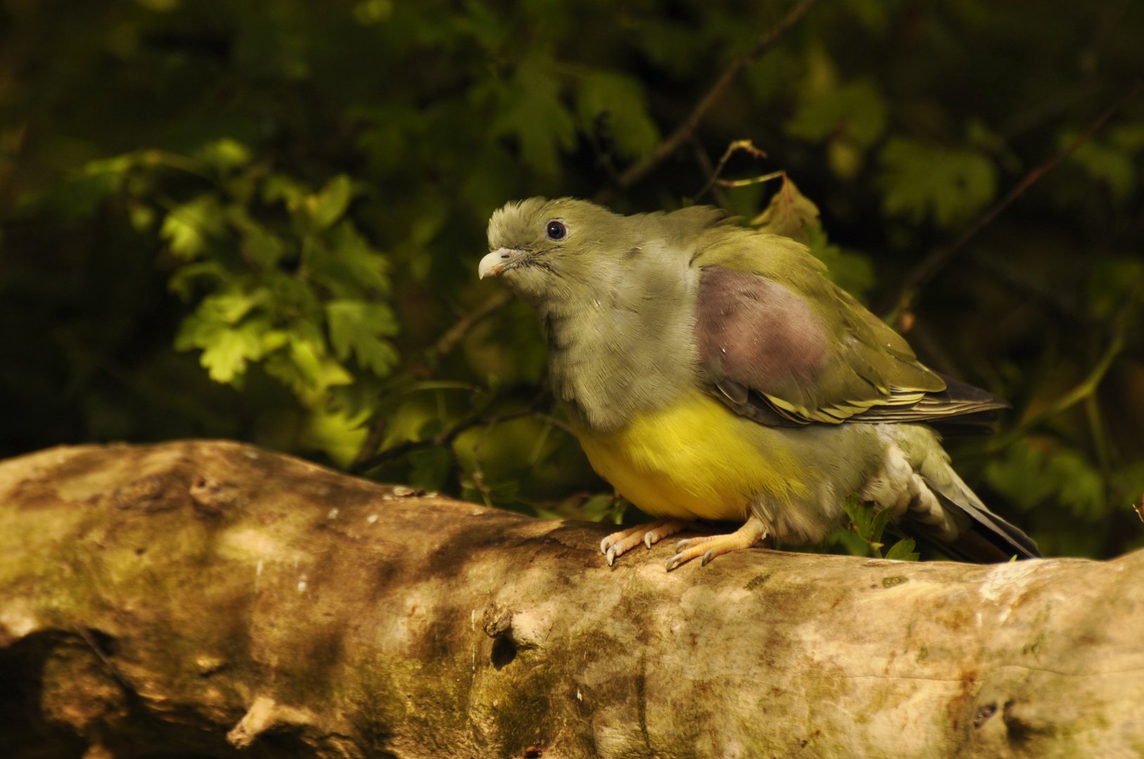 Bruce's Green-Pigeon (Treron waalia)
