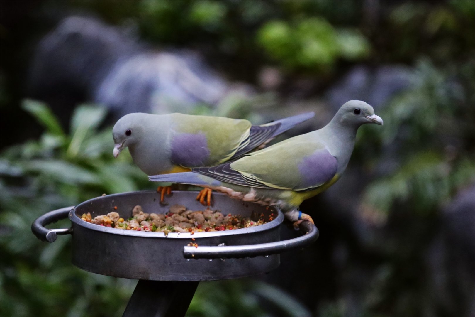 Bruce's Green Pigeon (Treron waalia)