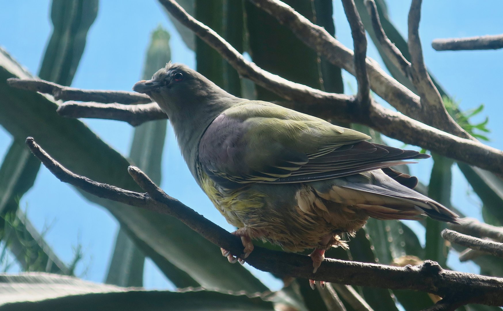Bruce's Green Pigeon (Treron waalia)