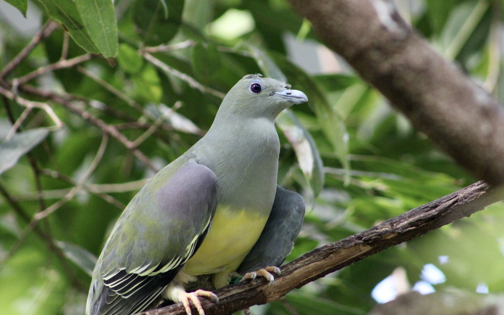 Bruce's Green Pigeon (Treron waalia)