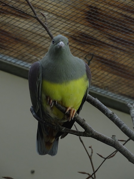 Bruce's green pigeon (Treron waalia)