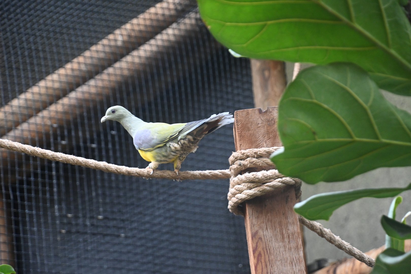Bruce's green pigeon (Treron waalia)