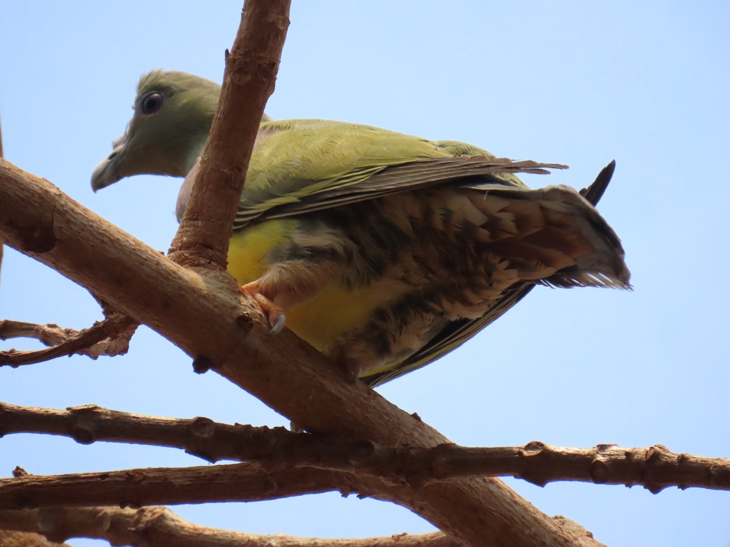 Bruce’s Green Pigeon (Treron waalia)
