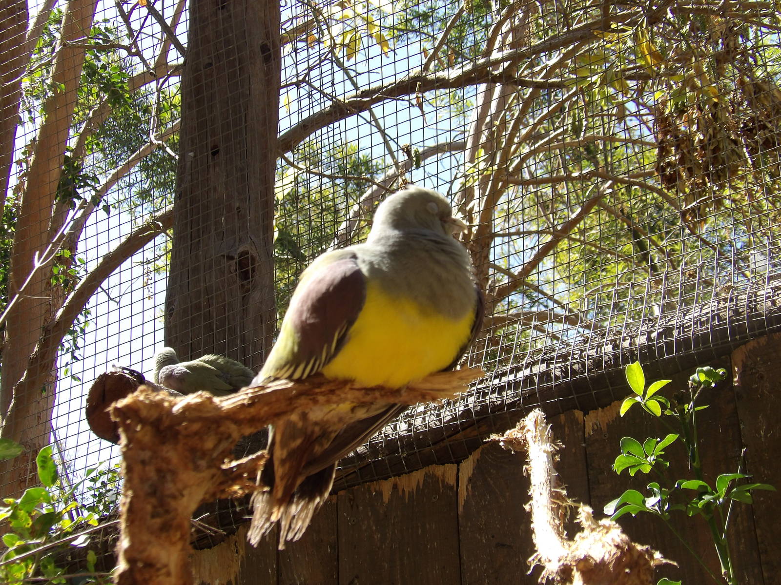 Bruce's green-pigeon