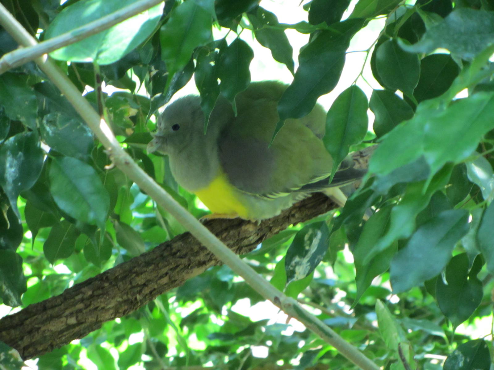 Bruce's Green Pigeon