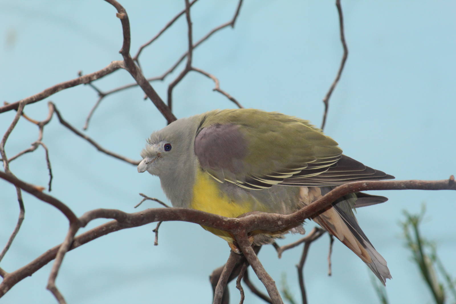 Bruce's Green Pigeon