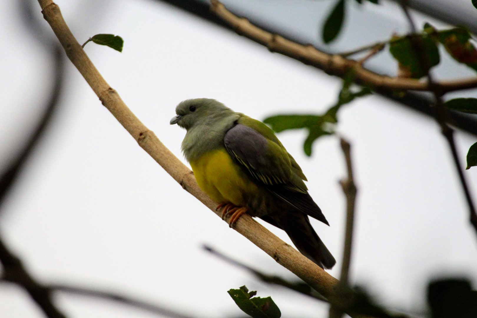 Bruce's Green Pigeon