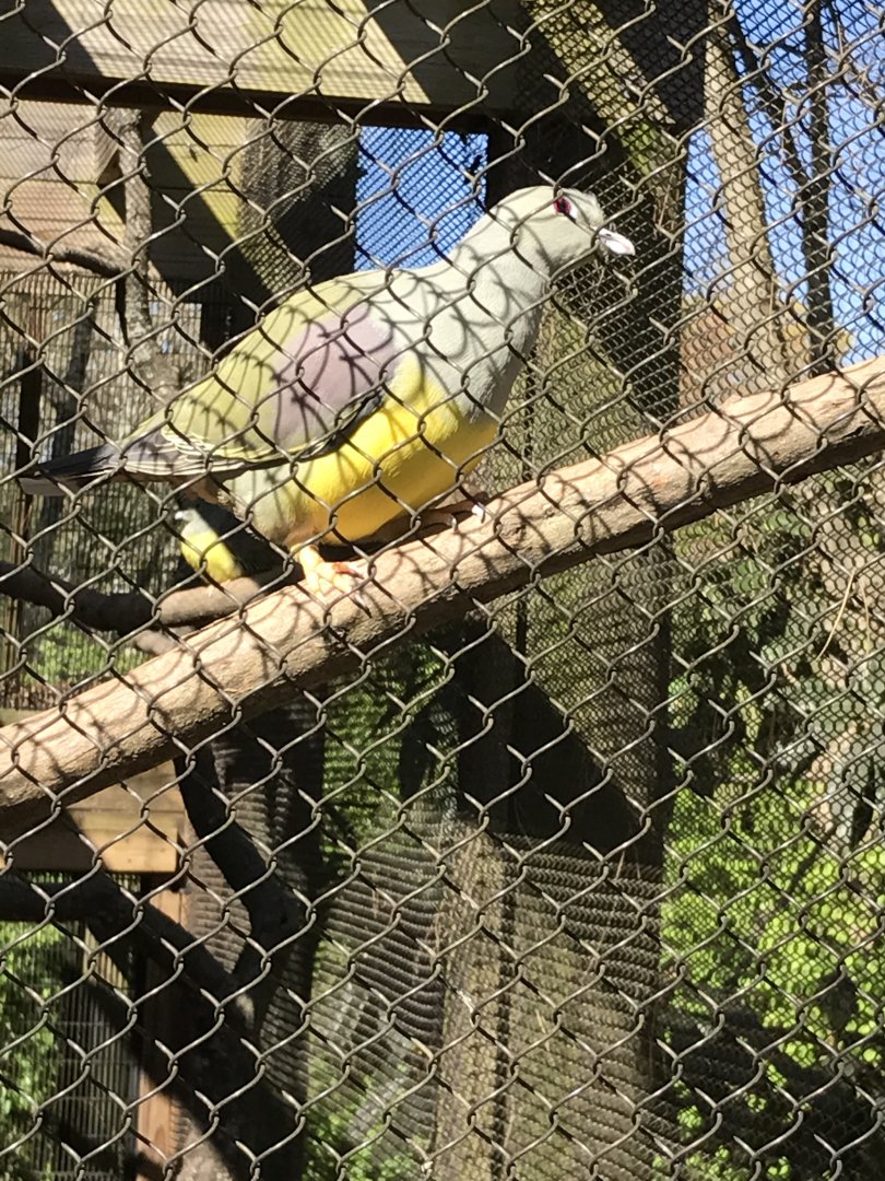 Bruce's green pigeon