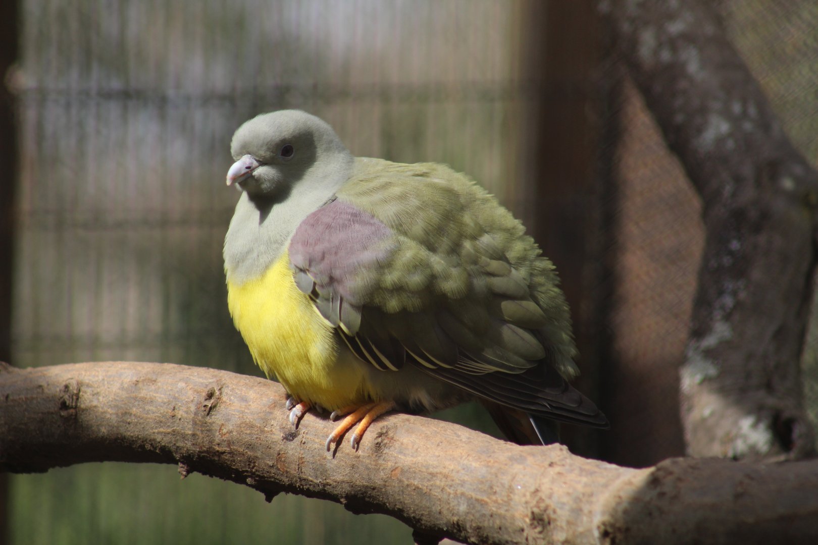 Bruce's Green-Pigeon