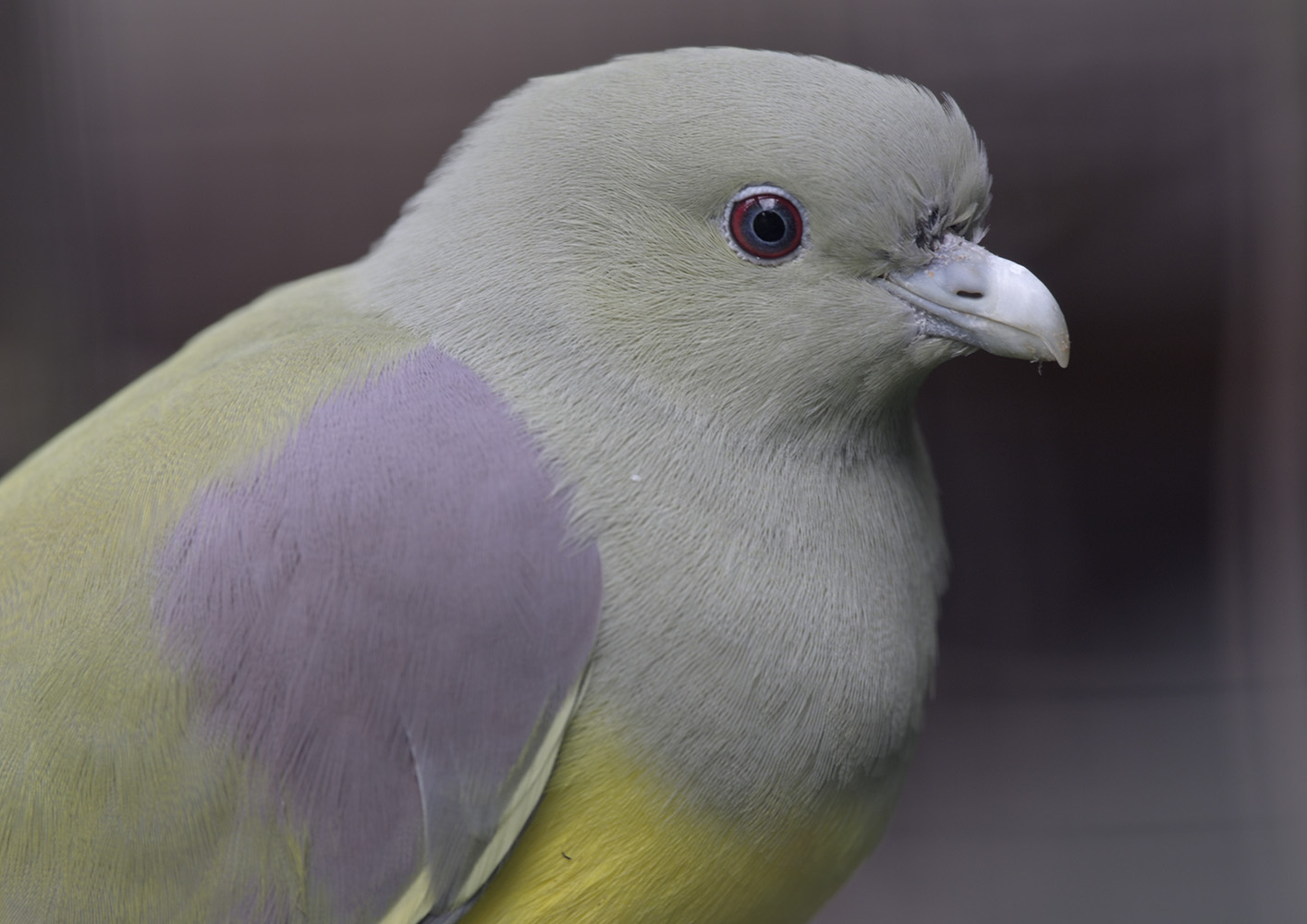 Bruce's green pigeon