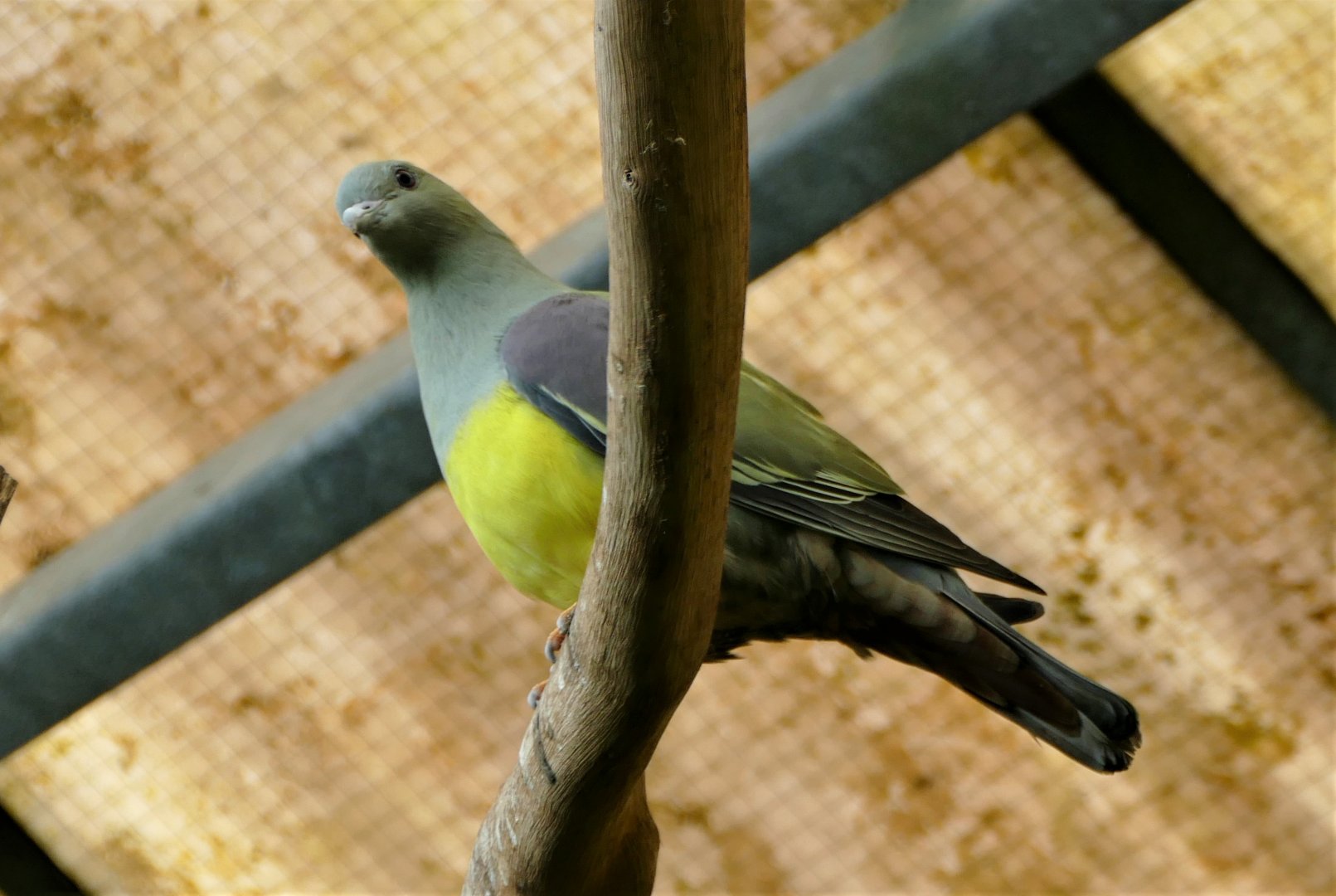 Bruce's green pigeon