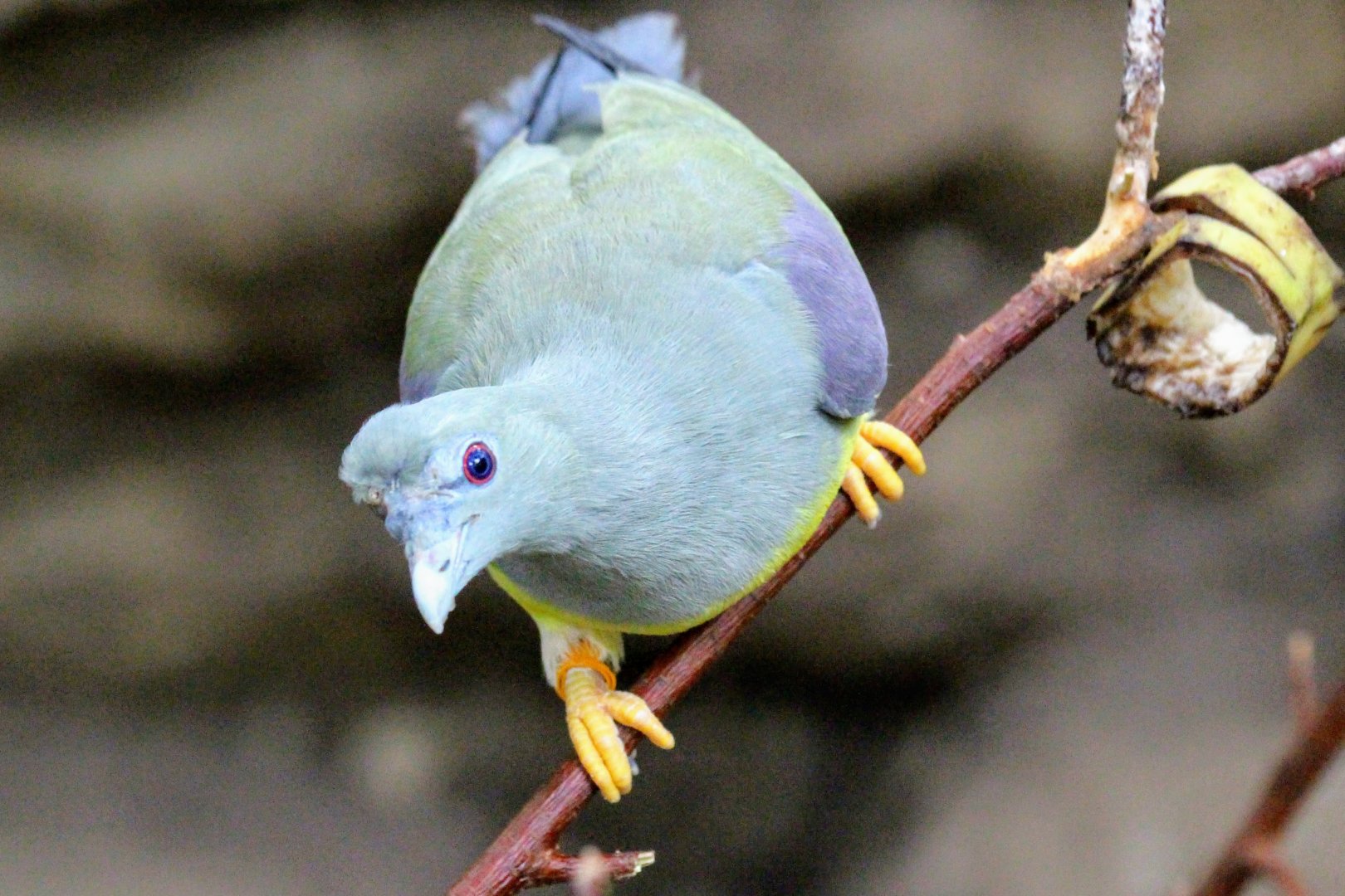 Bruce's Green Pigeon