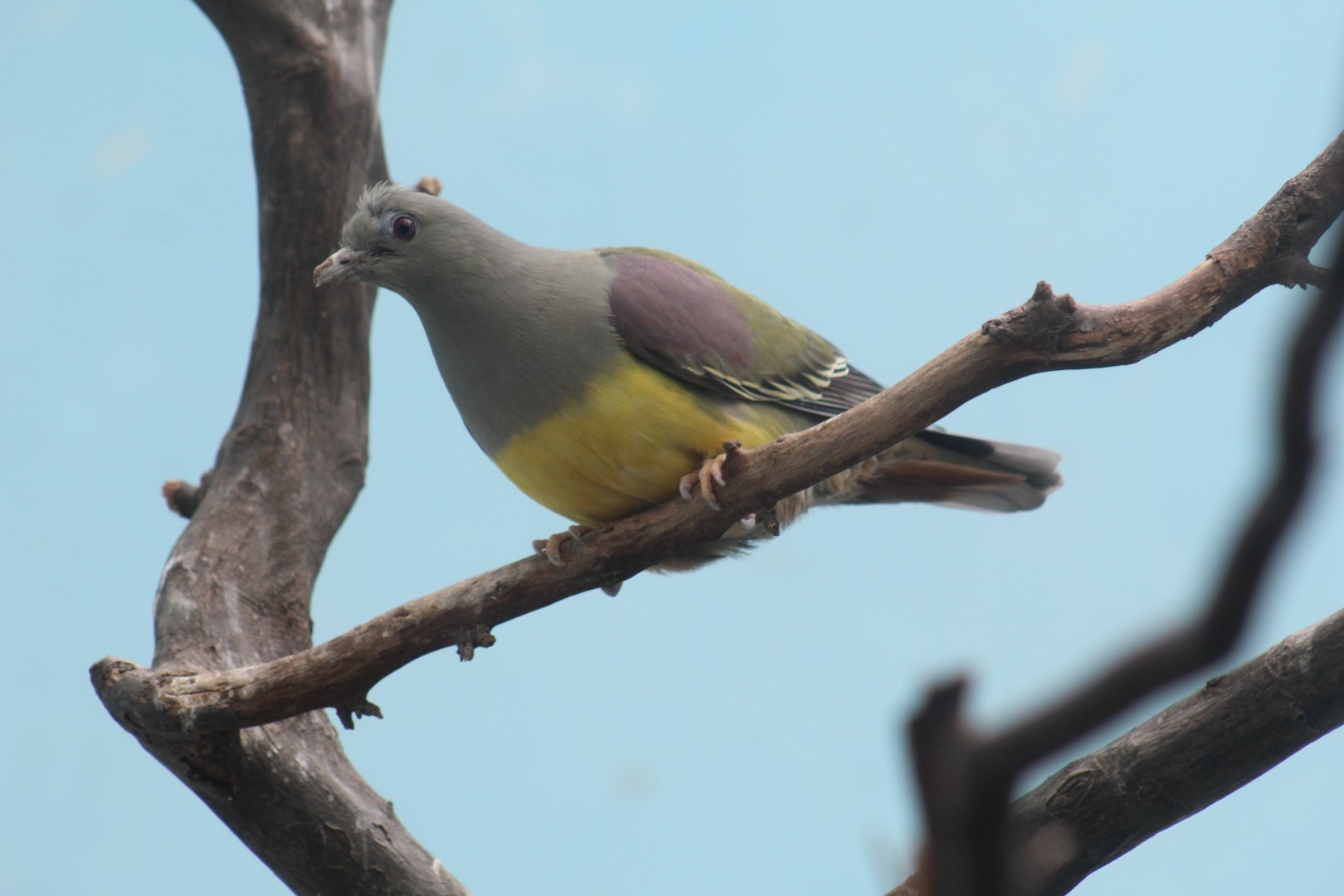 Bruce's Green-Pigeon