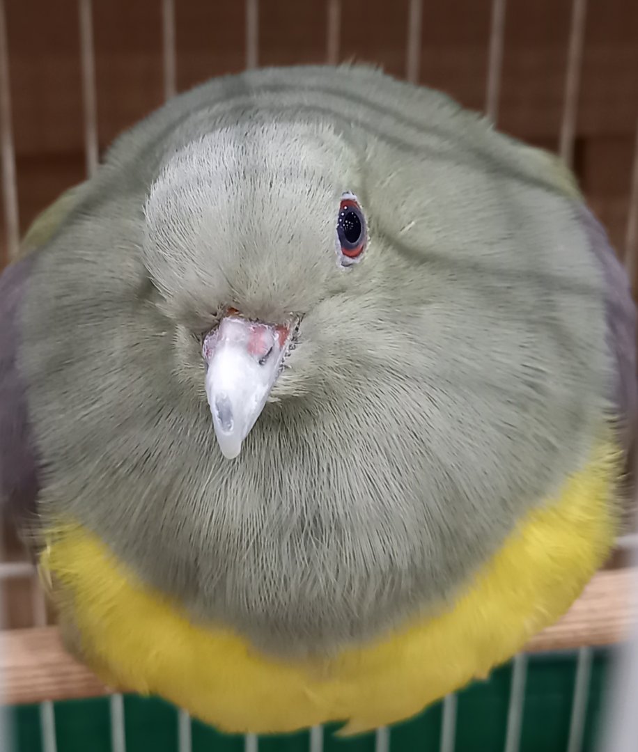 Bruce's green pigeon