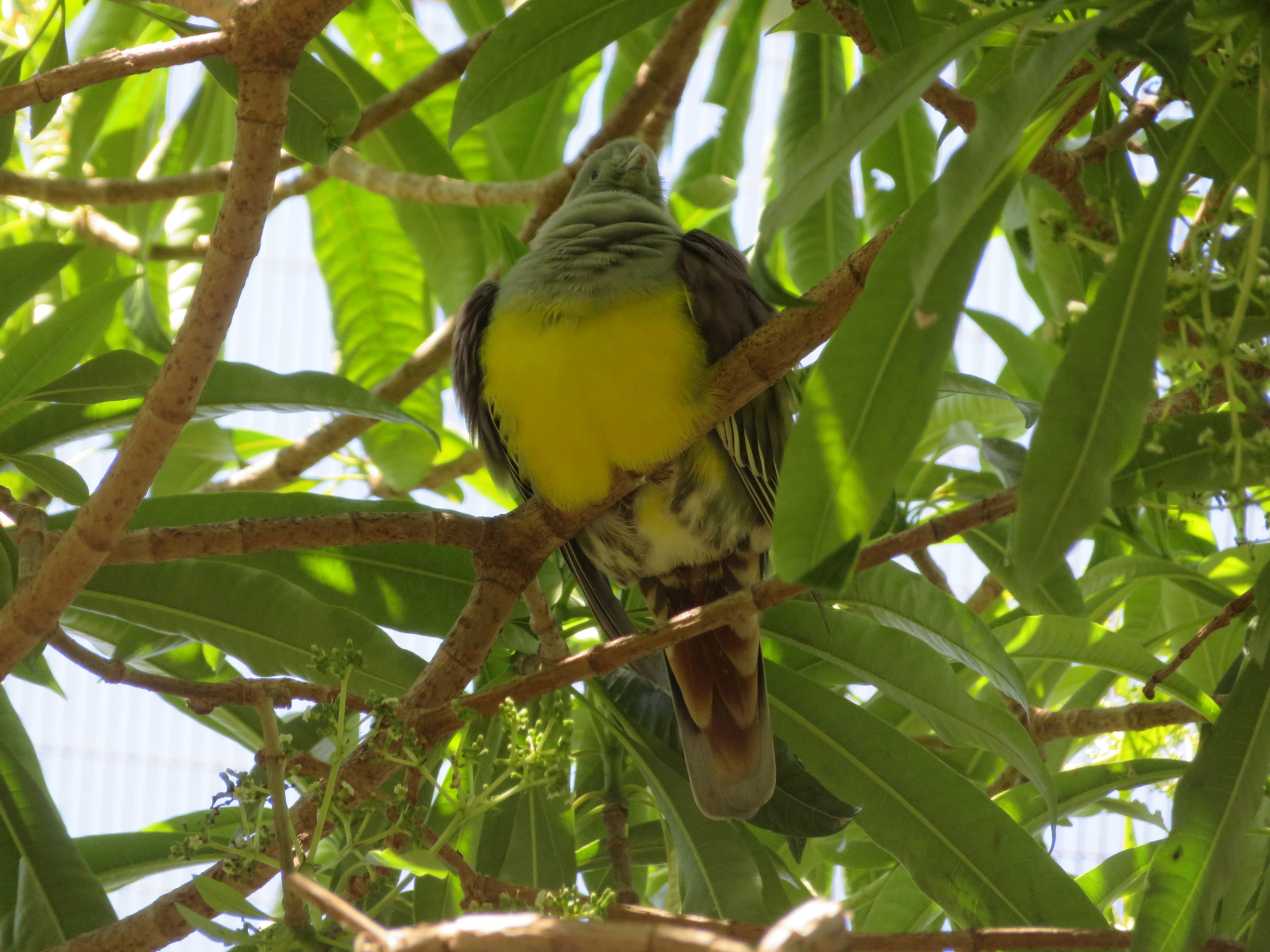 Bruce's Green Pigeon