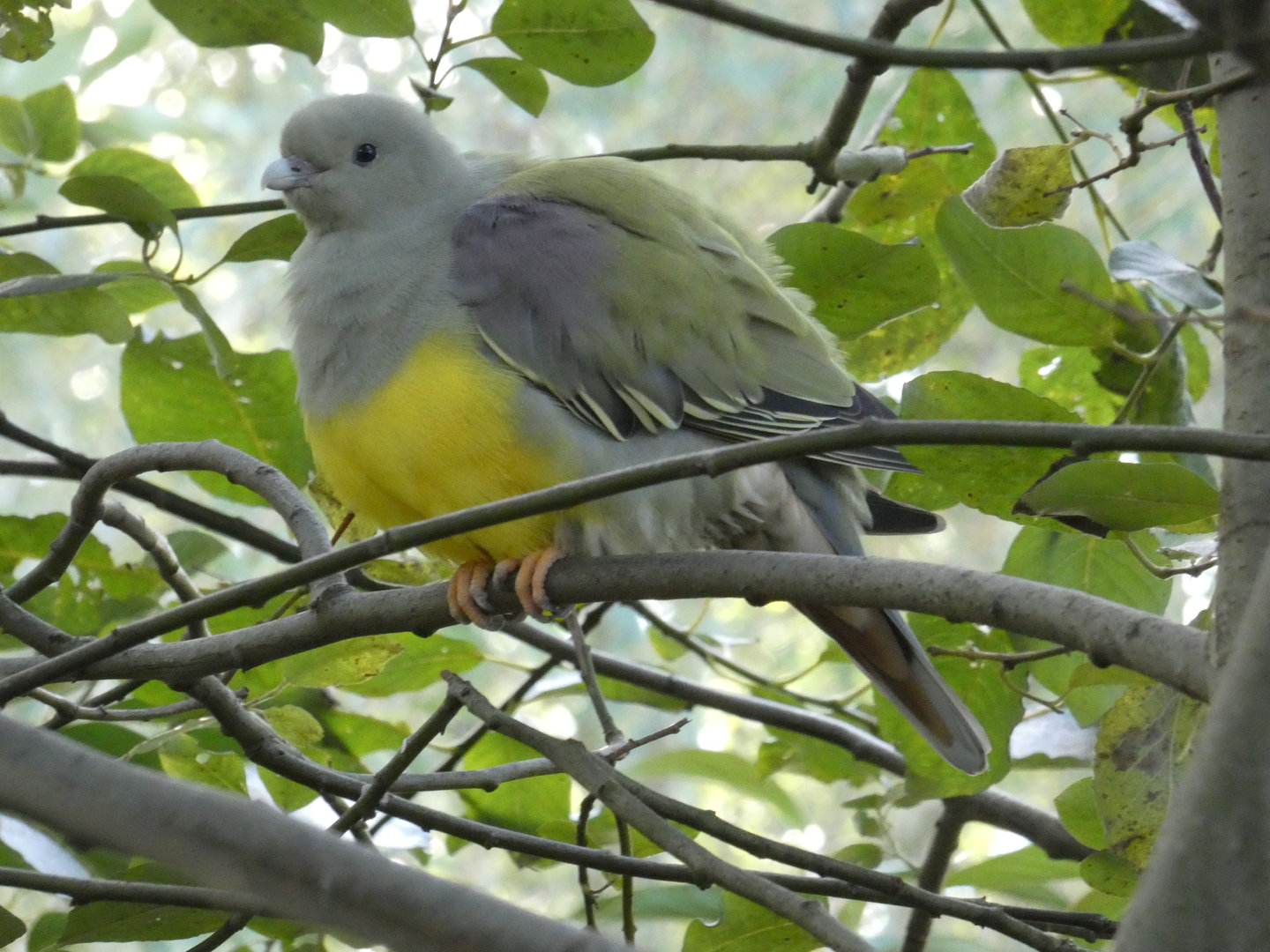 Bruce's green pigeon