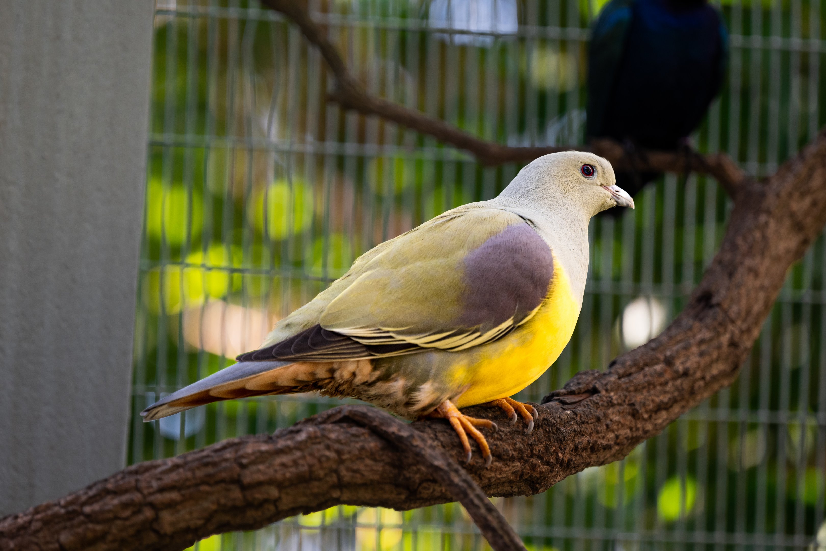Bruce’s Green Pigeon