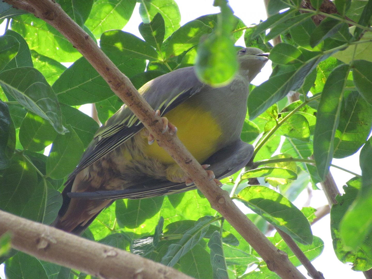 Bruce’s Green Pigeon