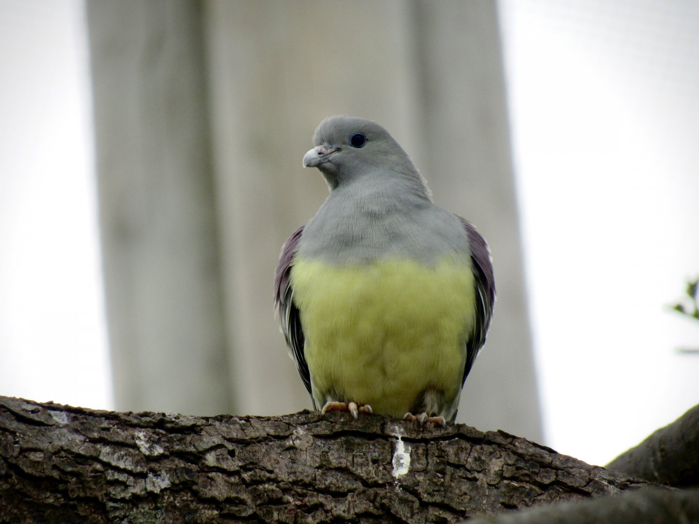 Bruce’s green pigeon