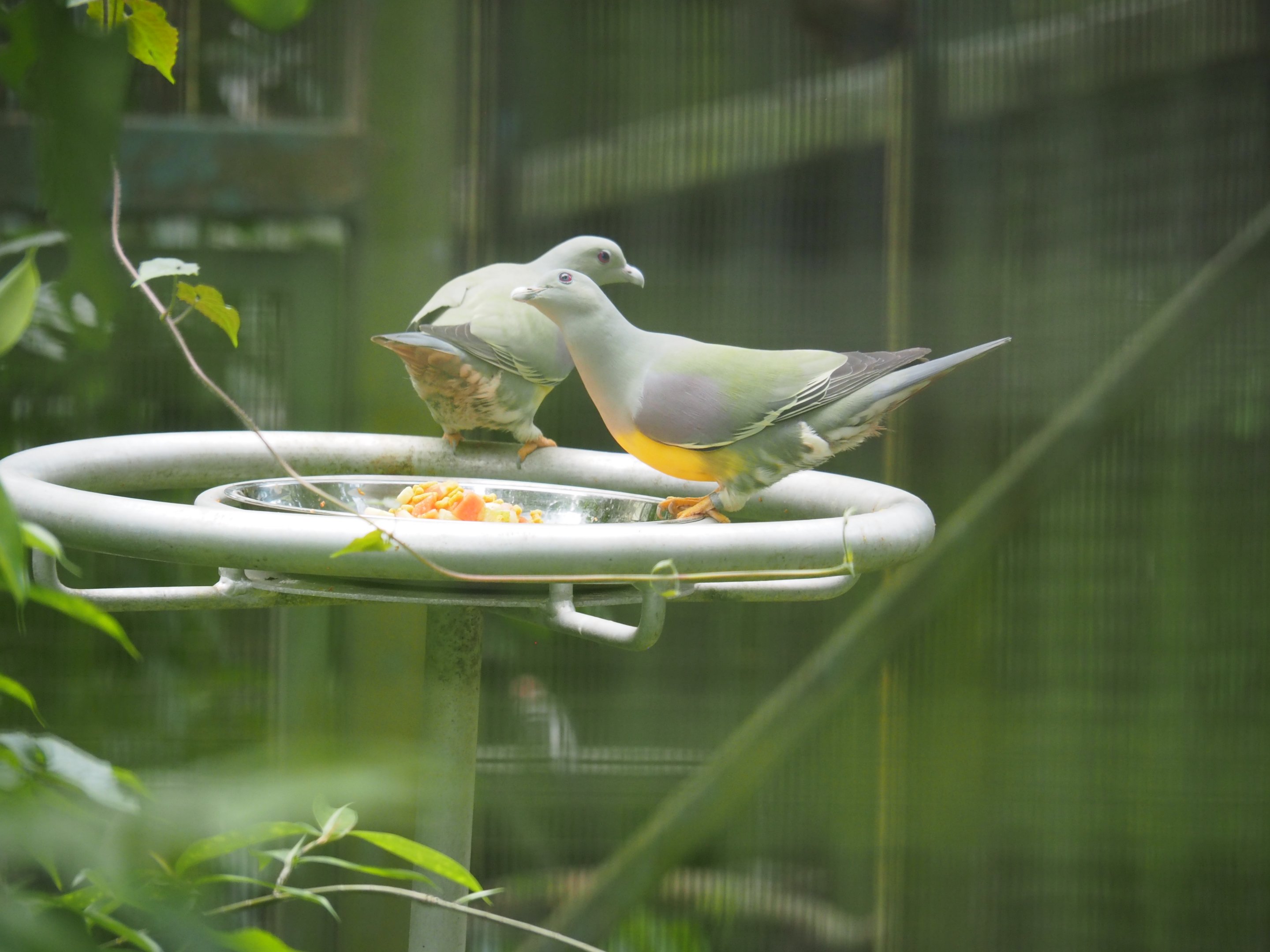 Bruce's Green Pigeons at Jurong Bird Park