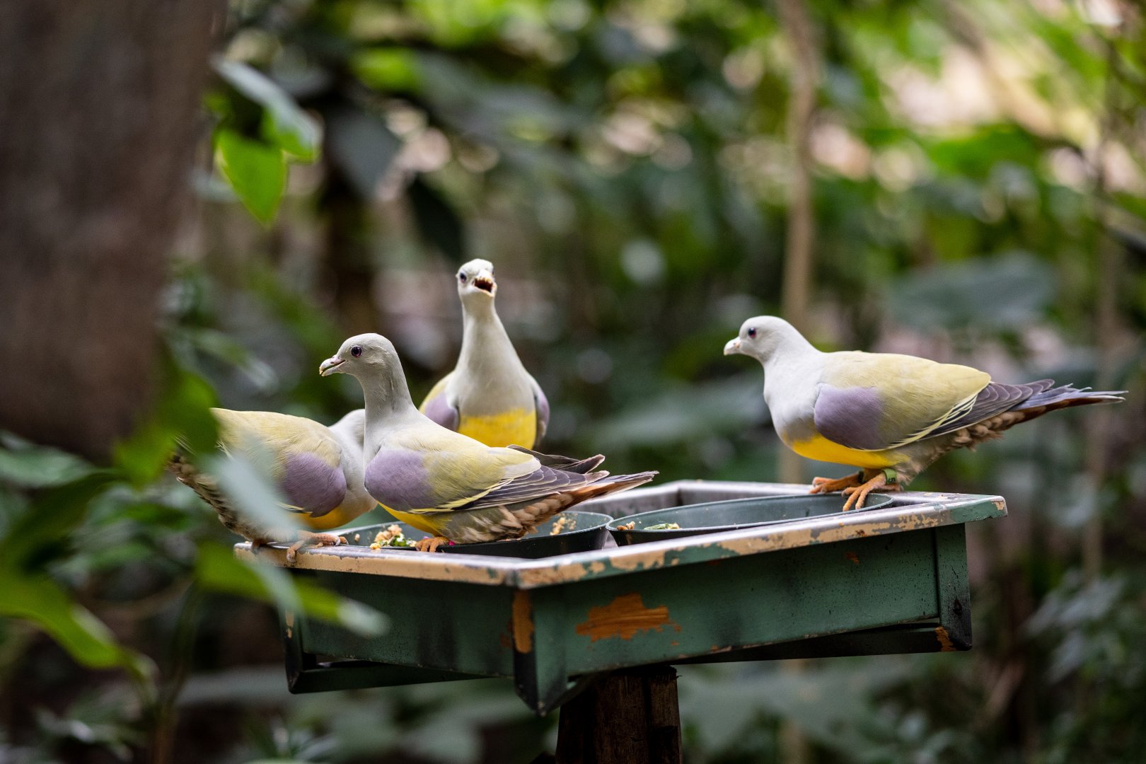Bruce's Green Pigeons