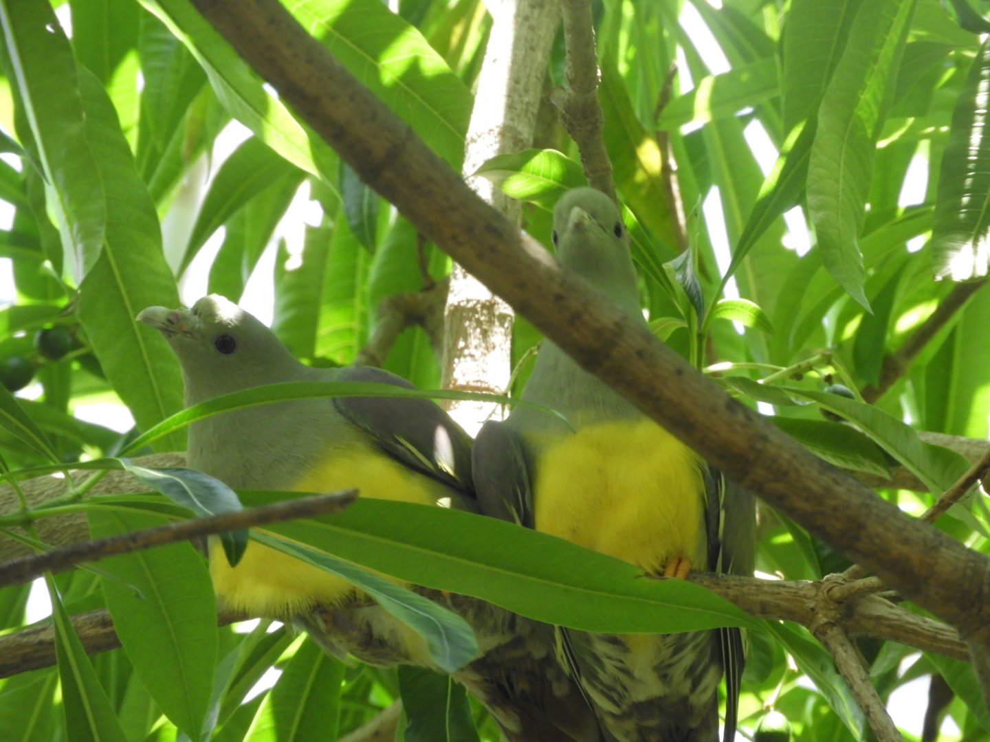Bruce's green pigeons