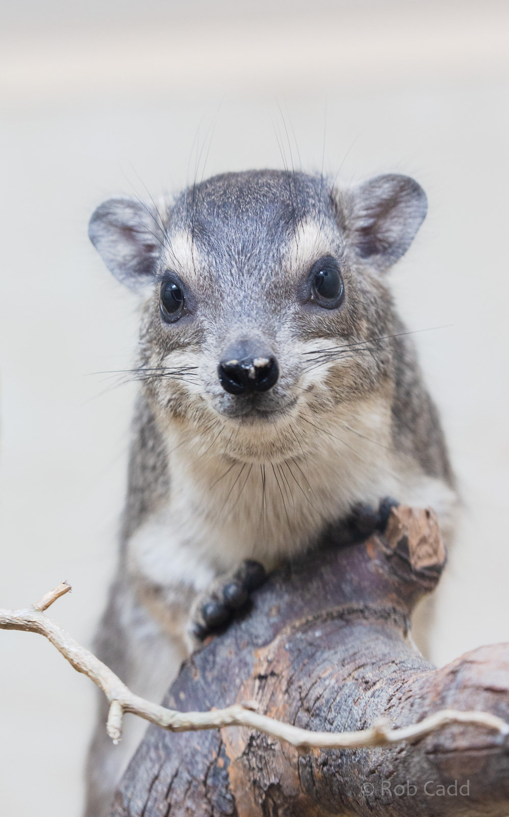 Bruce's yellow-spotted hyrax : Hamerton : 02 Dec 2018