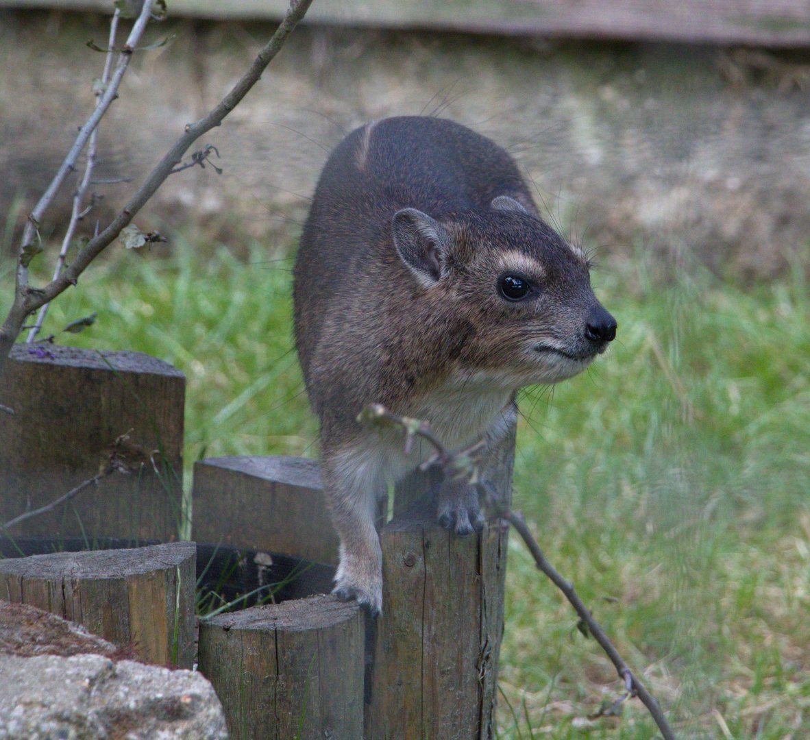 Bruce's Yellow-spotted Hyrax / Hamerton / 11-7-19