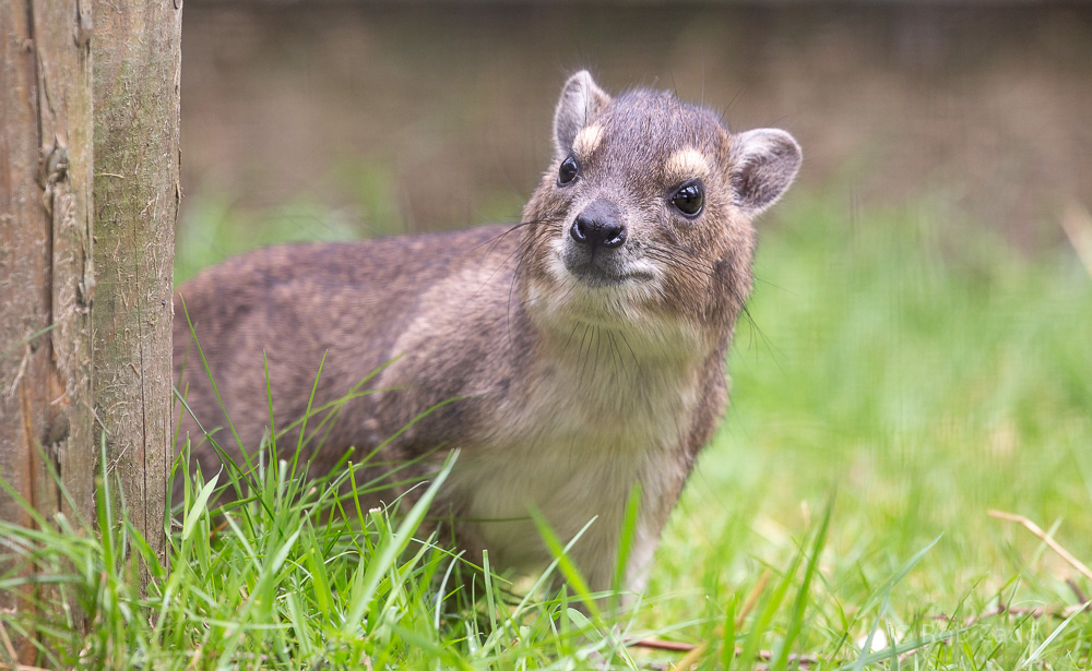Bruce's yellow-spotted hyrax : Hamerton : 14 Jul 2019