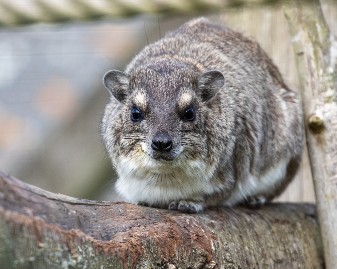 Bruce's yellow-spotted Hyrax / Hamerton / 23-6-21