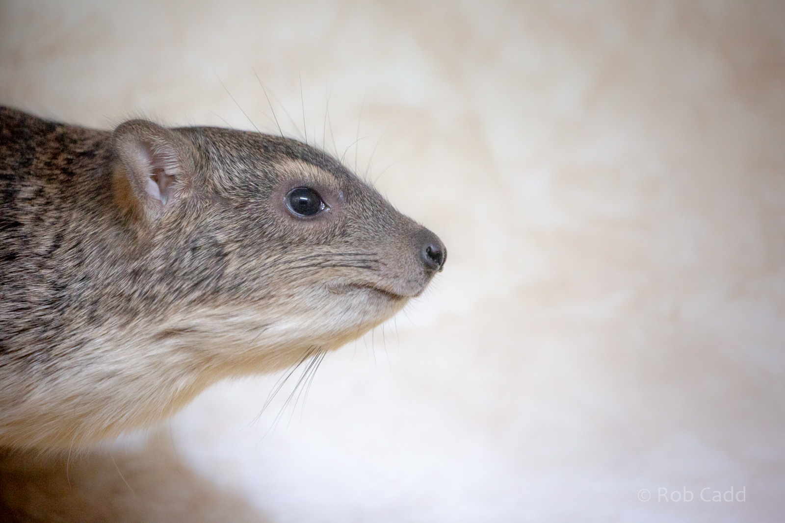 Bruce's yellow-spotted hyrax : Hamerton : 25 Nov 2018