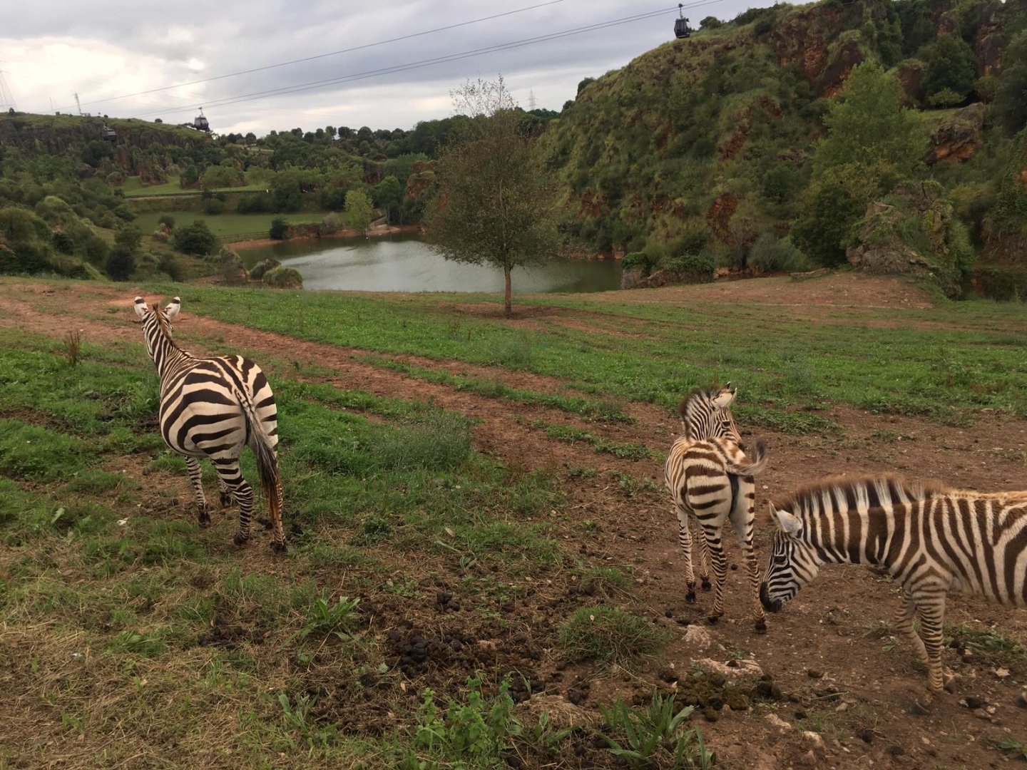 Bruchell's zebra-Cabarceno 2019