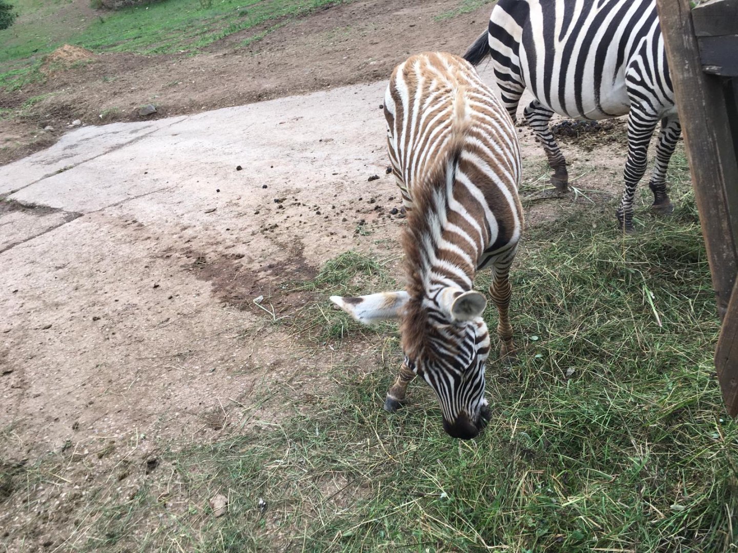 Bruchell's zebra-Cabarceno 2019