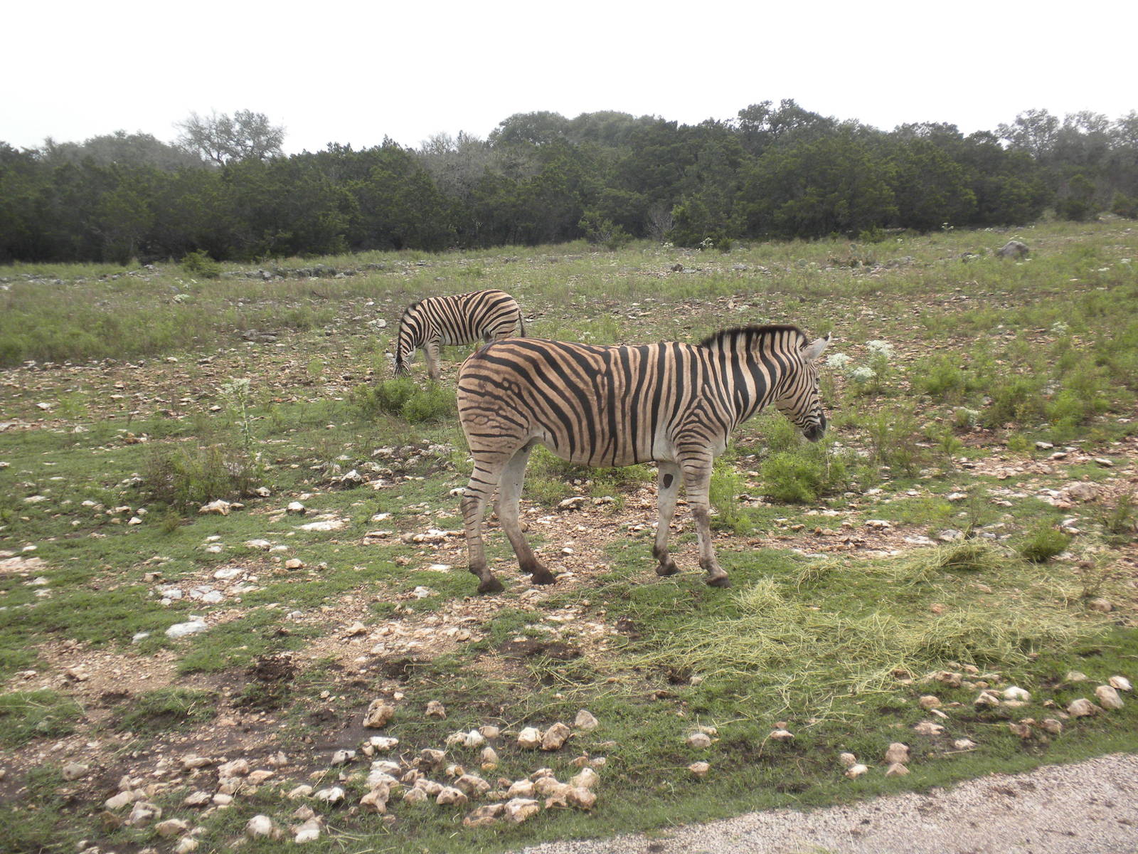 Bruchell's Zebra