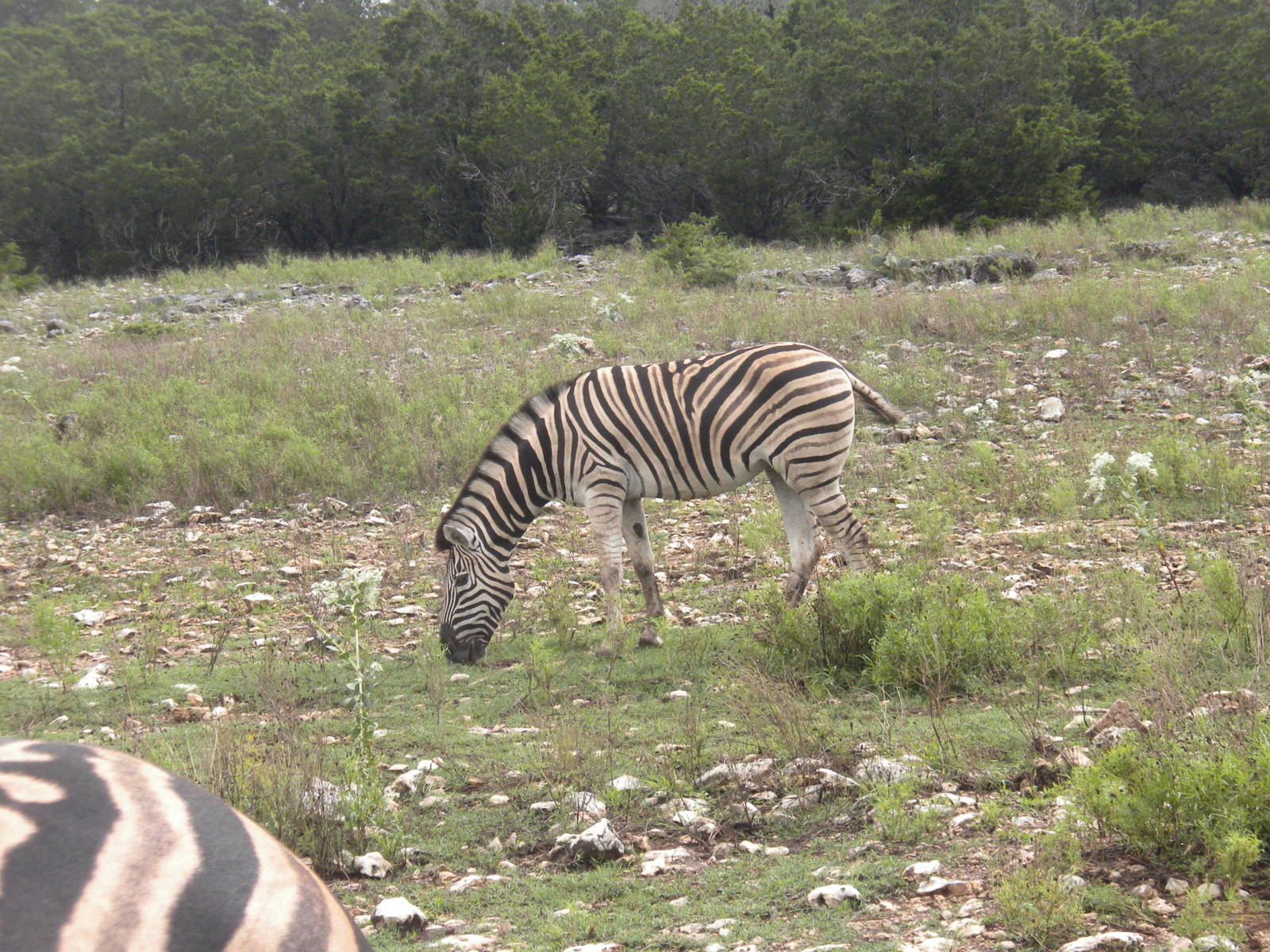 Bruchell's Zebra
