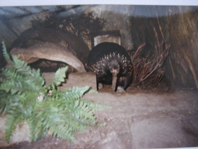 Bruijin`s Echidna in the Clore.