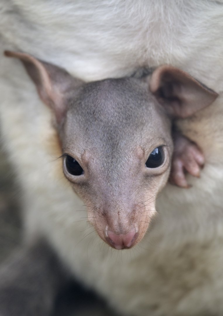 Bruijn's pademelon joey