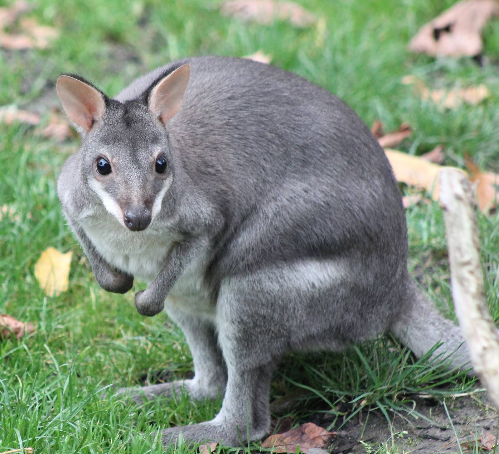 Bruijn's pademelon